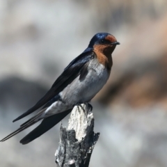 Hirundo neoxena (Welcome Swallow) at Googong Reservoir - 17 Oct 2023 by jb2602
