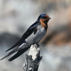 Hirundo neoxena at Yarrow, NSW - 18 Oct 2023 10:01 AM