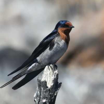 Hirundo neoxena (Welcome Swallow) at Googong Foreshore - 18 Oct 2023 by jb2602