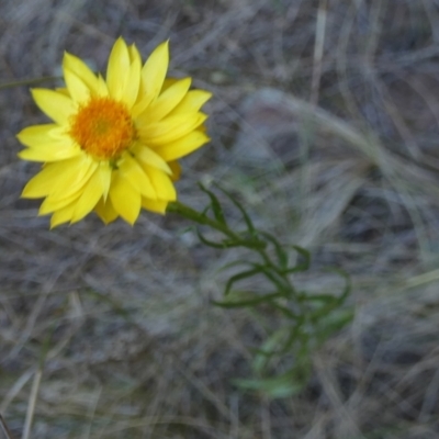 Xerochrysum viscosum (Sticky Everlasting) at Murga, NSW - 14 Oct 2023 by Paul4K