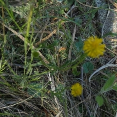 Calotis lappulacea (Yellow Burr Daisy) at Murga, NSW - 14 Oct 2023 by Paul4K