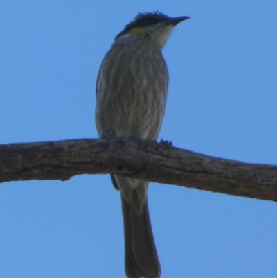 Gavicalis virescens (Singing Honeyeater) at Murga, NSW - 14 Oct 2023 by Paul4K