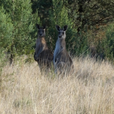 Macropus giganteus (Eastern Grey Kangaroo) at Murga, NSW - 15 Oct 2023 by Paul4K