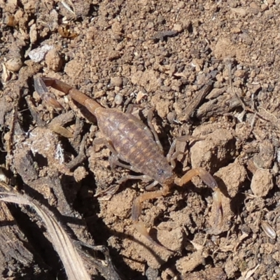 Unidentified Scorpion (Scorpionidae) at Murga, NSW - 14 Oct 2023 by Paul4K