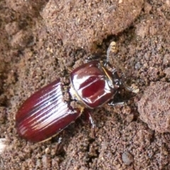 Aulacocyclus edentulus (Passalid beetle) at Murga, NSW - 15 Oct 2023 by Paul4K
