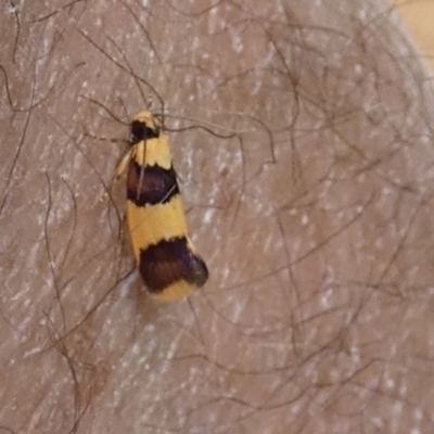 Unidentified Curved-horn moth (all Gelechioidea except Oecophoridae) at Murga, NSW - 16 Oct 2023 by Paul4K