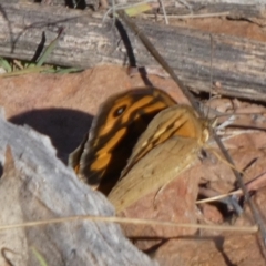 Heteronympha merope (Common Brown Butterfly) at Murga, NSW - 16 Oct 2023 by Paul4K