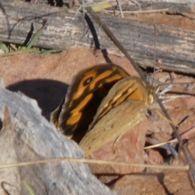 Heteronympha merope (Common Brown Butterfly) at Murga, NSW - 16 Oct 2023 by Paul4K