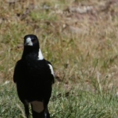 Gymnorhina tibicen (Australian Magpie) at Murga, NSW - 17 Oct 2023 by Paul4K