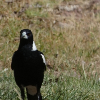 Gymnorhina tibicen (Australian Magpie) at Murga, NSW - 17 Oct 2023 by Paul4K