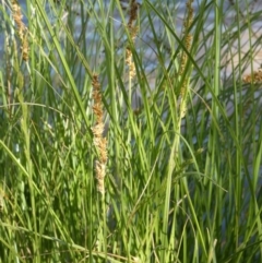 Carex appressa (Tall Sedge) at Murga, NSW - 17 Oct 2023 by Paul4K