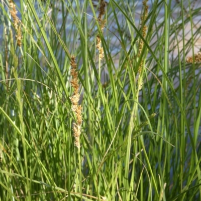 Carex appressa (Tall Sedge) at Murga, NSW - 17 Oct 2023 by Paul4K