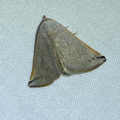 Mataeomera (genus) (A Scale Moth) at Jerrabomberra, NSW - 20 Oct 2023 by SteveBorkowskis