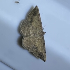 Taxeotis subvelaria at Jerrabomberra, NSW - 20 Oct 2023