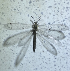 Bandidus canifrons (An Antlion Lacewing) at Jerrabomberra, NSW - 20 Oct 2023 by SteveBorkowskis