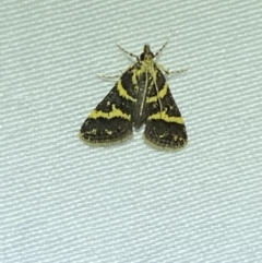 Scoparia spelaea (a Crambid moth) at Jerrabomberra, NSW - 20 Oct 2023 by SteveBorkowskis