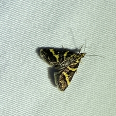 Scoparia spelaea at Jerrabomberra, NSW - 20 Oct 2023