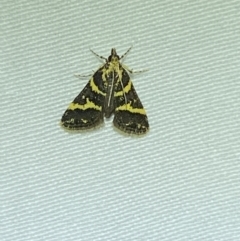 Scoparia spelaea at Jerrabomberra, NSW - 20 Oct 2023