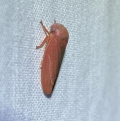 Trocnada dorsigera (A leafhopper) at Jerrabomberra, NSW - 20 Oct 2023 by SteveBorkowskis