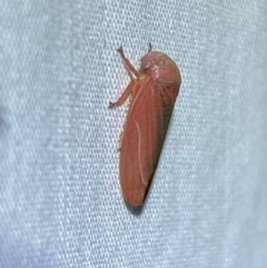 Katipo sp. (genus) at Jerrabomberra, NSW - suppressed