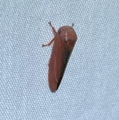 Katipo sp. (genus) at Jerrabomberra, NSW - suppressed