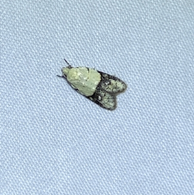 Tracholena sulfurosa (A tortrix moth) at Jerrabomberra, NSW - 20 Oct 2023 by SteveBorkowskis