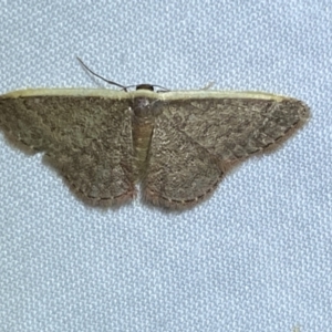 Idaea costaria at Jerrabomberra, NSW - 20 Oct 2023