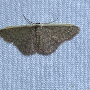 Idaea costaria at Jerrabomberra, NSW - 20 Oct 2023