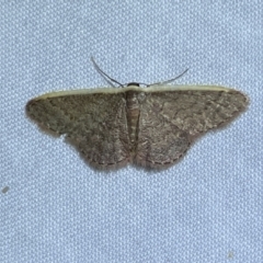 Idaea costaria at Jerrabomberra, NSW - 20 Oct 2023