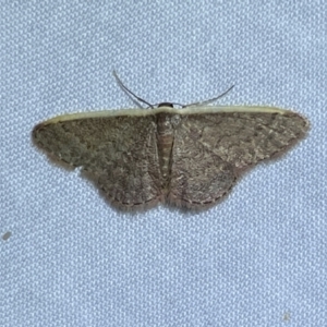 Idaea costaria at Jerrabomberra, NSW - 20 Oct 2023