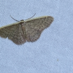 Idaea costaria at Jerrabomberra, NSW - 20 Oct 2023