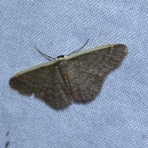 Idaea costaria at Jerrabomberra, NSW - 20 Oct 2023