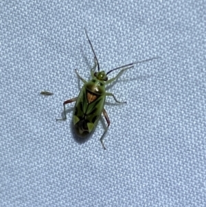 Miridae (family) at Jerrabomberra, NSW - suppressed