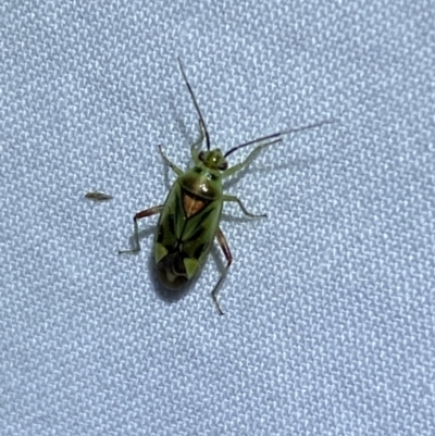 Miridae (family) (Unidentified plant bug) at Jerrabomberra, NSW - 20 Oct 2023 by SteveBorkowskis