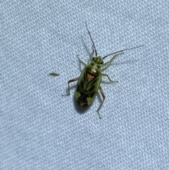 Miridae (family) at Jerrabomberra, NSW - suppressed