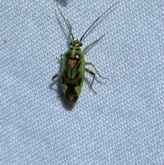 Miridae (family) at Jerrabomberra, NSW - suppressed