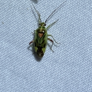 Miridae (family) at Jerrabomberra, NSW - suppressed