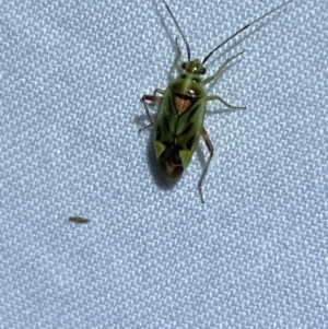 Miridae (family) at Jerrabomberra, NSW - suppressed