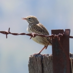 Anthus australis (Australian Pipit) at Booth, ACT - 20 Oct 2023 by RodDeb