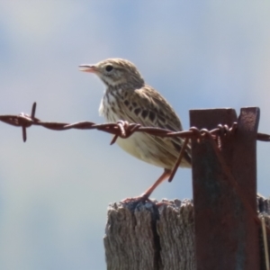 Anthus australis at Booth, ACT - 20 Oct 2023 11:35 AM