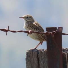 Anthus australis at Booth, ACT - 20 Oct 2023 11:35 AM