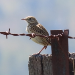 Anthus australis at Booth, ACT - 20 Oct 2023