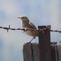 Anthus australis at Booth, ACT - 20 Oct 2023 11:35 AM