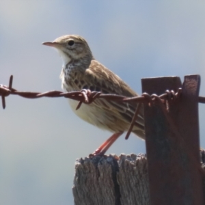 Anthus australis at Booth, ACT - 20 Oct 2023