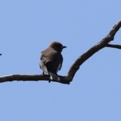 Artamus cyanopterus cyanopterus (Dusky Woodswallow) at Booth, ACT - 20 Oct 2023 by RodDeb