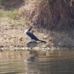 Microcarbo melanoleucos (Little Pied Cormorant) at Booth, ACT - 20 Oct 2023 by RodDeb
