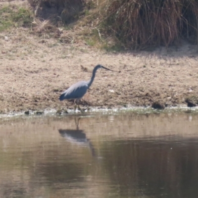 Egretta novaehollandiae (White-faced Heron) at Booth, ACT - 20 Oct 2023 by RodDeb