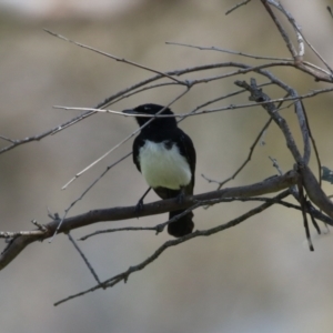 Rhipidura leucophrys at Booth, ACT - 20 Oct 2023