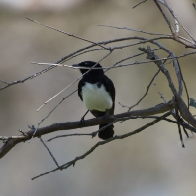 Rhipidura leucophrys (Willie Wagtail) at Booth, ACT - 20 Oct 2023 by RodDeb