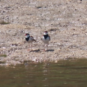 Charadrius melanops at Tuggeranong, ACT - 20 Oct 2023 12:52 PM